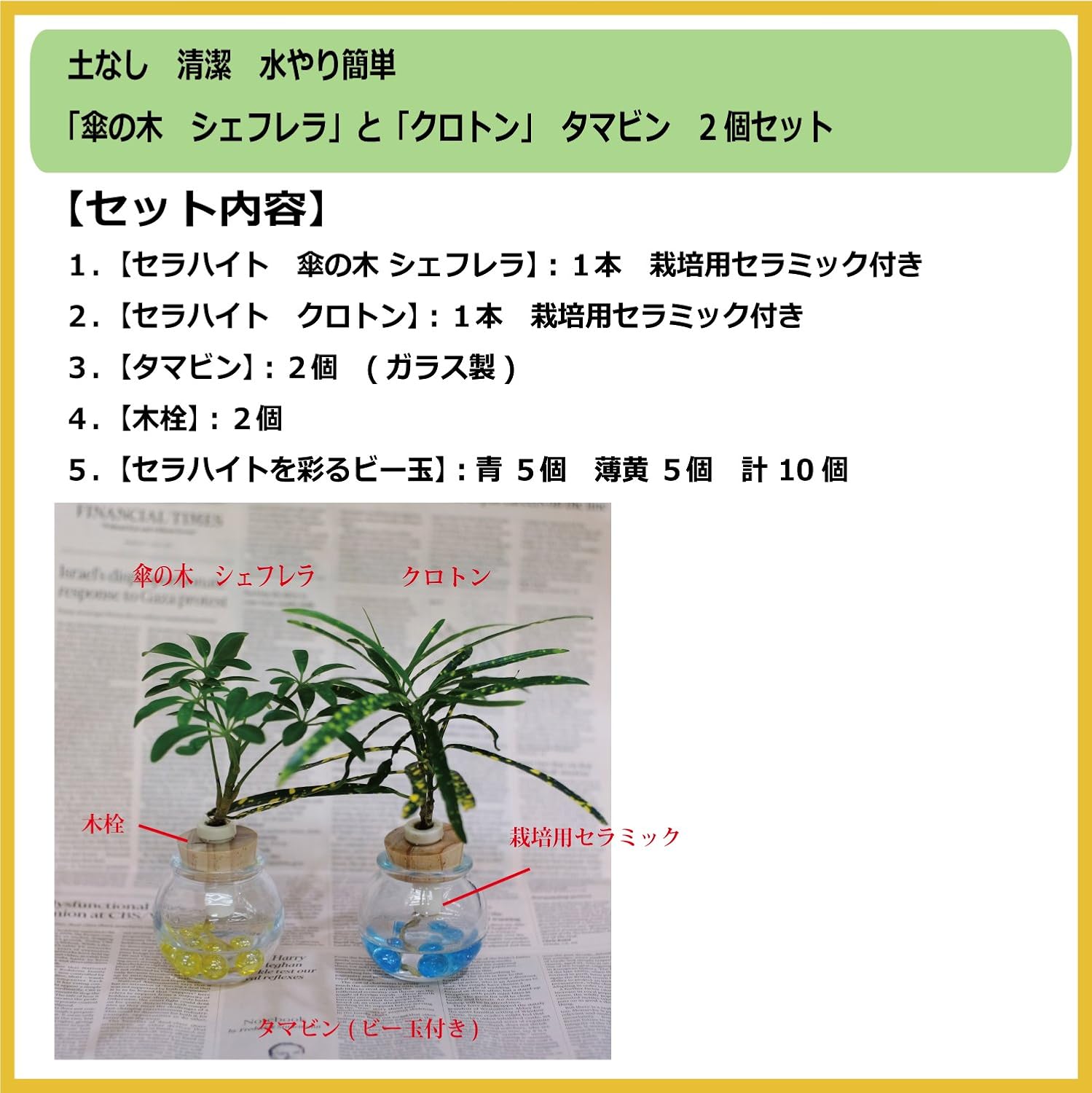 Amazon 傘の木 シェフレラ クロトン と タマビン 2個セット 土なし 清潔 水やり簡単 セラハイト 観葉植物 オンライン通販 Amazon 傘の木 シェフレラ クロトン と タマビン 2個セット 土なし 清潔 水やり簡単 セラハイト 観葉植物 オンライン通販