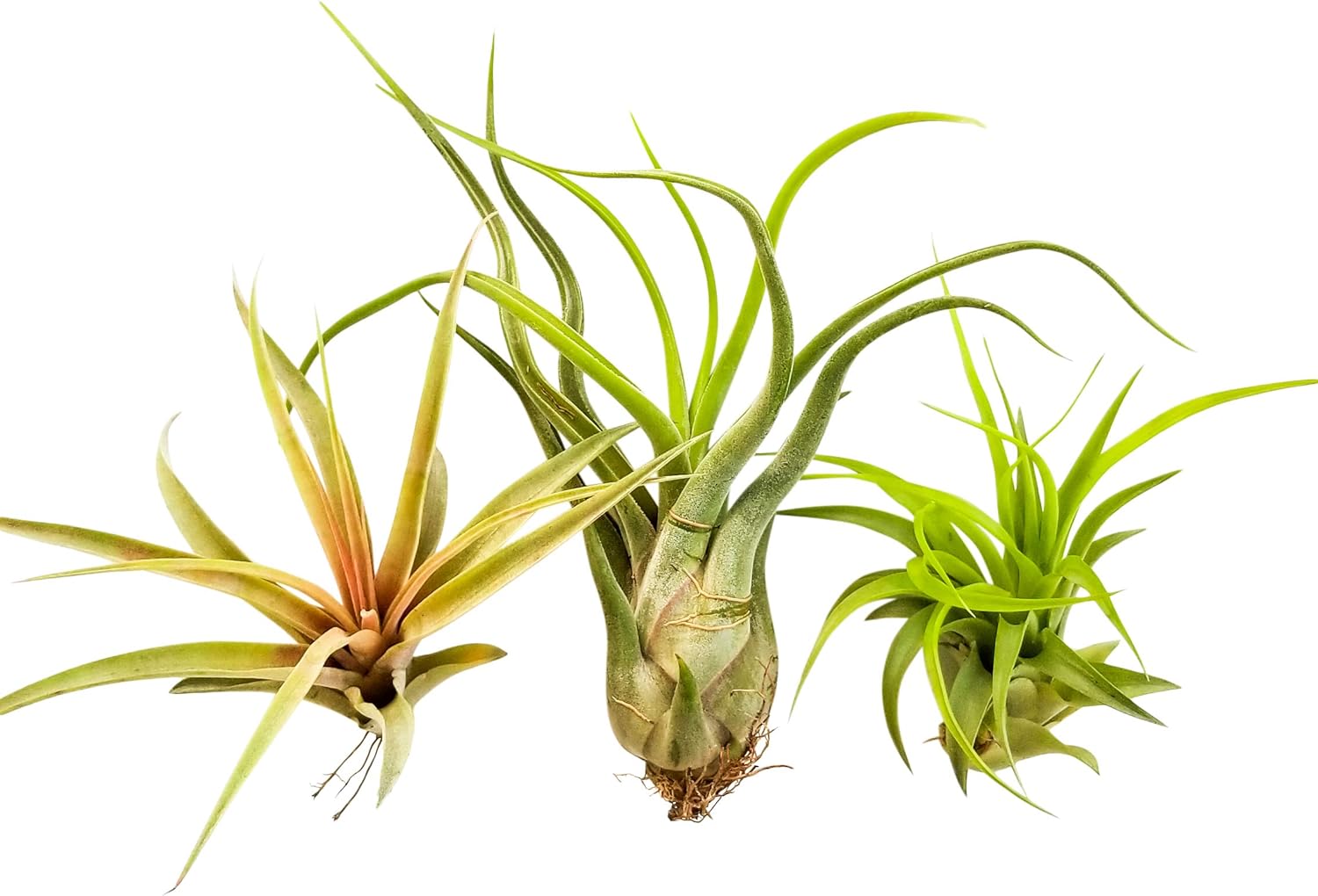 Amazon Com Bliss Gardens 3 Extra Large Air Plants Tillandsia Assorted Variety Xl Size 5 To 10 Inches Long Live Tropical House Plants For Terrariums Home Decor Planters Garden Outdoor