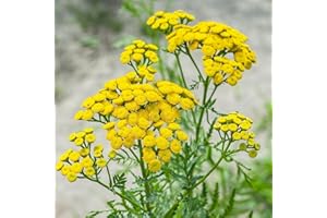 Tansy Seeds – 500 Count, Heirloom Flower Seeds for Planting in Garden, Pots & Allotments