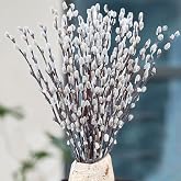 Oning 30 PCS Preserved Pussy Willow Branches for Vase, 17&lsquo;&rsquo; White for Decor | Real Dried Pussywillows, Dried Flowers for Easter, Wedding, Home, Party, Hotel, Fireplace Decor, Natural Plants Branches
