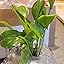 9GreenBox Golden Devil's Ivy Pothos - 4" Pot Live Houseplant For Home & Office Decor