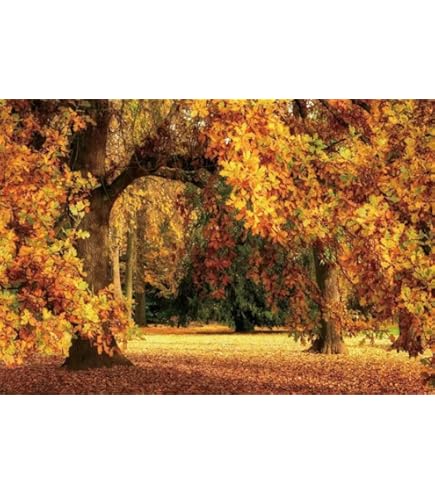 OFILA Fall Forest Backdrops For Photography 5x7ft Autumn Scenery Backdrop Yellow Trees Fall In Love Background Autumn Theme Baby Shower Wedding Birthday Party Decor Banner Photo Booth Studio Props