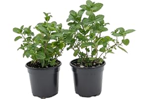 CITRONELLAKING 2 Live Spearmint Plants (Mentha Spicata) – Fragrant & Flavorful Herb, Thriving in 4” Nursery Pots