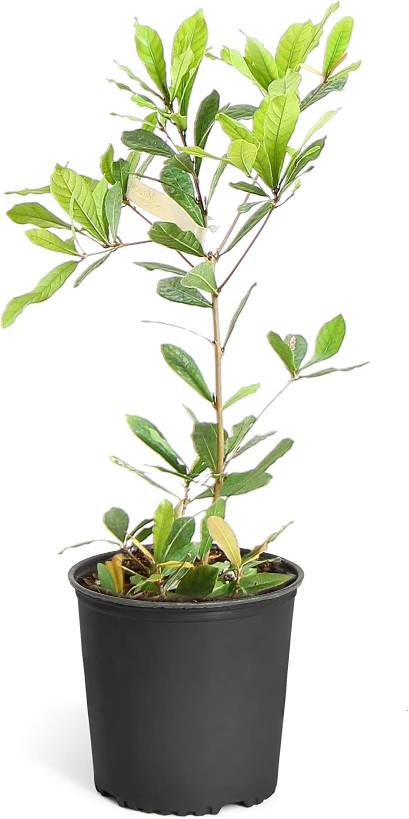 Brighter Blooms Miracle Berry Plant - New Berries Make Any Food Taste Sweet | One Berry, Blocks Sour Tastes | Patio and Indoor Plant | No Shipping to AZ (1 Gallon Pot)