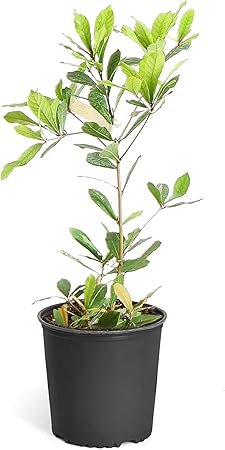 Brighter Blooms Nursery Exclusive Savings Discount Just For You Milled