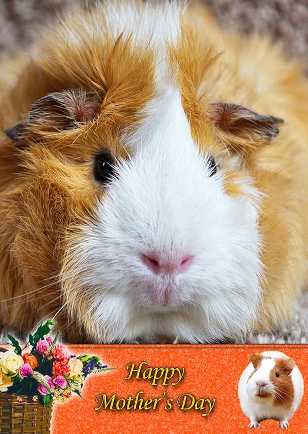 Guinea Pig Animal Mothers Day Card Amazon.co.uk Office Products