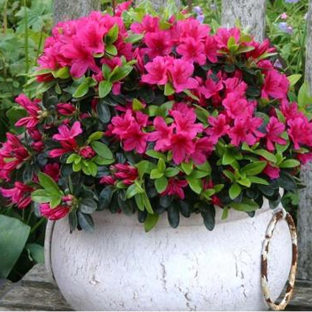1 X Pink Azalea Japanese Evergreen Shrub Hardy Garden Plant Buy Online In India At Desertcart