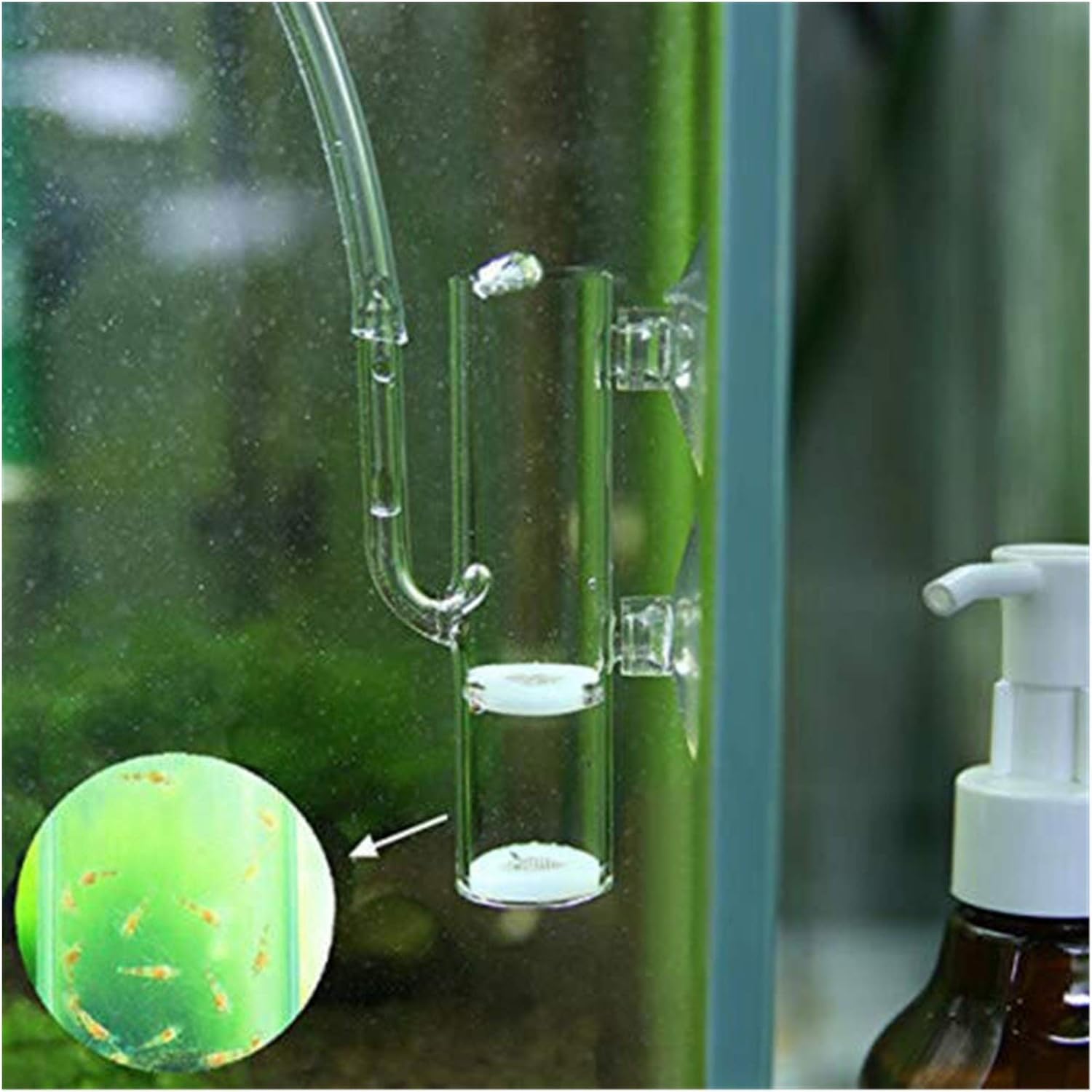 Fish egg incubator tumbler Aquarium Shrimp Eggs Amazon.ae