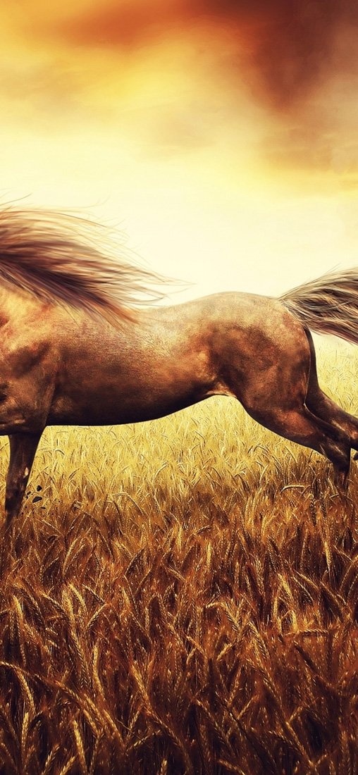 PeelitStickit Dark Horse, Animal Wall Murals ID-169, vinyl