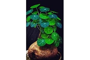 HILROQG Medium Stephania Cephalantha Plant Caudex, Rare Succulent with No Hair Roots, Already Sprouts, 2.5 Inch Wide Caudex for Planting,Home Decor, Houseplant, Cold Hardy