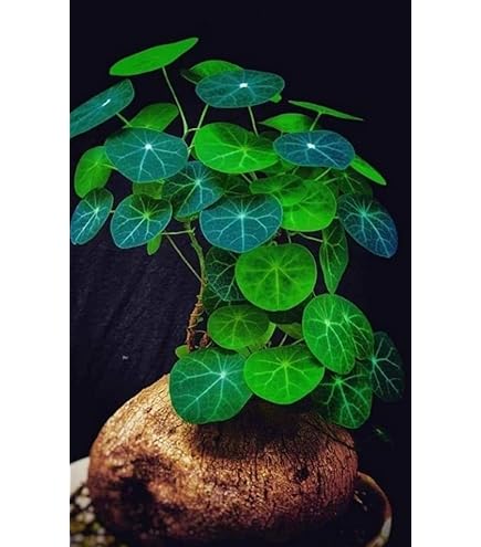 Amazon.com : Schizobasis Intricata Exotic Rare Caudex Flower
