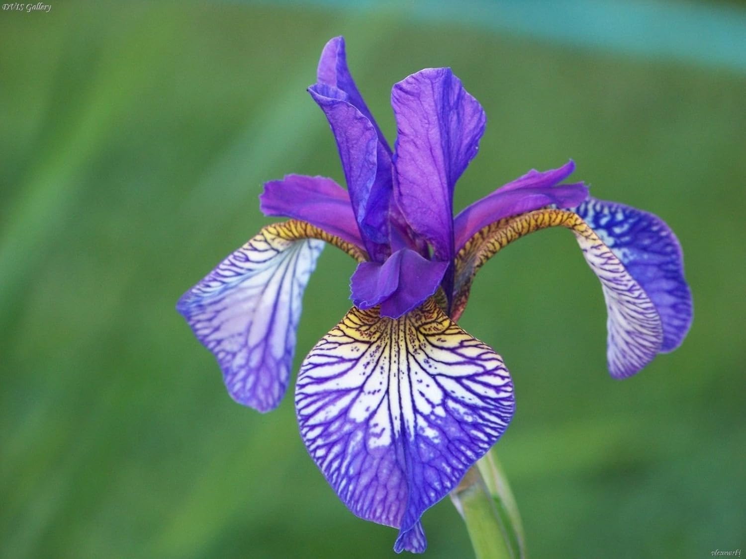 Amazon Com 1 Iris Siberian Shaker Prayer Flower Purple Yellow Color Bulbs Root Perennials Garden Outdoor