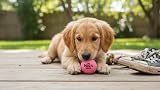 The Dog's Balls Pink Small 6-Pack Dog Tennis Balls - Floats Non-Abrasive view 4