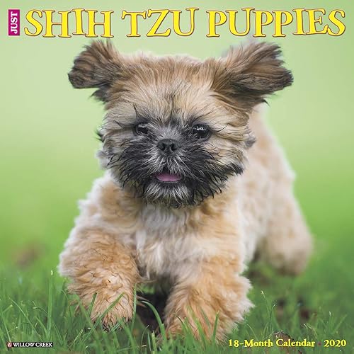 Download Just Shih Tzu Puppies 2020 Calendar PDF