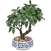 Artificial Bonsai Tree, Small Ficus Bonsai Trees 13" Indoor Bonsais Tree Fake Potted Plant Decorative Fake Desk Plant Decor with Ceramic Pot for Home Office Living Room Bedroom Bathroom Table Shelf