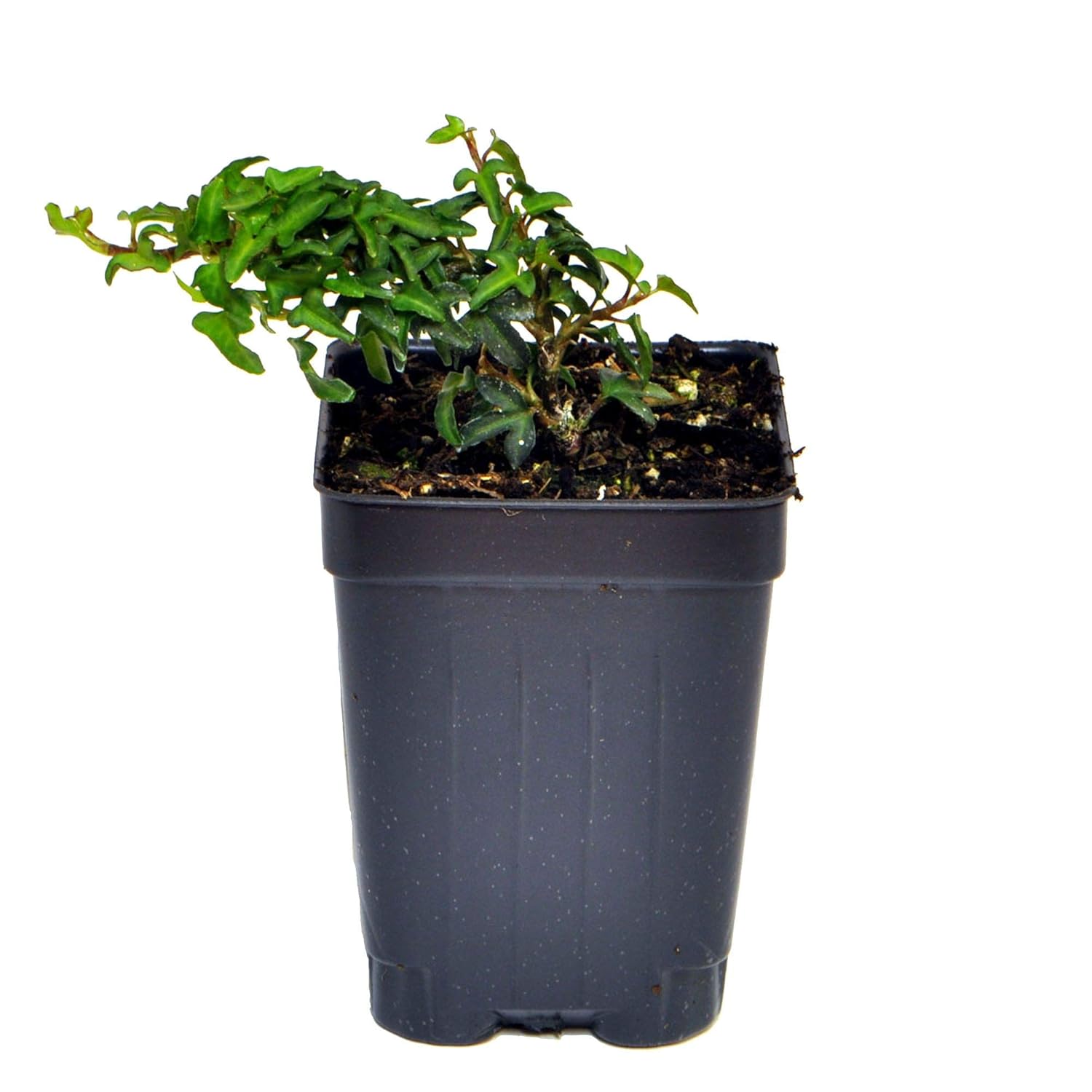 Best miniature fairy garden ivy windows