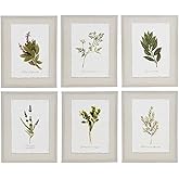 Haven Home Décor Ava Barrett Botanical Prints 13.5'' x 10.5'' Canvas Wall Art, Set of 6, Floral Wall Decor for Bathroom, Kitc