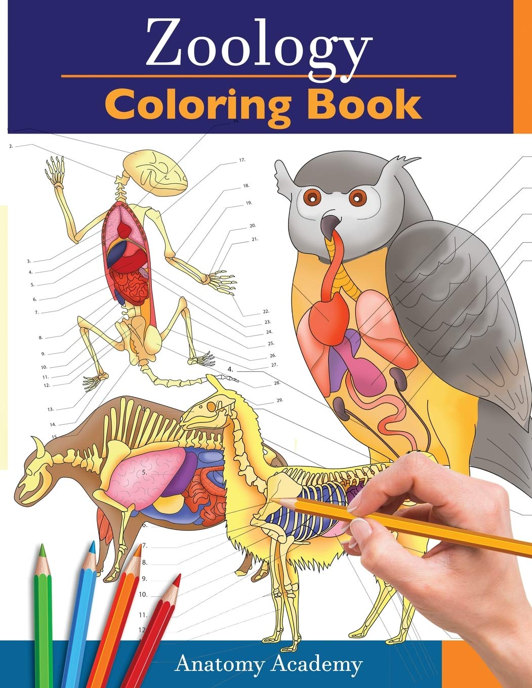 Amazon Com Zoology Coloring Book Incredibly Detailed Self Test Animal Anatomy Color Workbook Perfect Gift For Veterinary Students And Animal Lovers 9781914207099 Academy Anatomy Books
