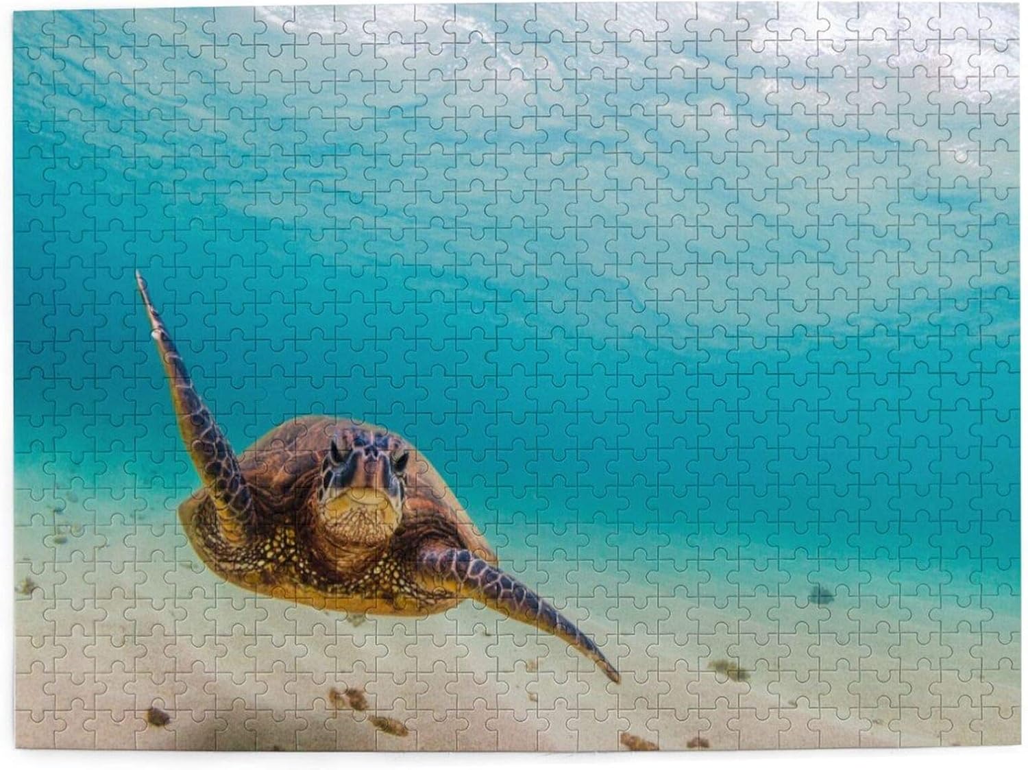 Grande Tortue Des Mers Chaudes En 5 Lettres
