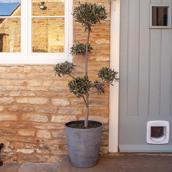 Pom Pom Topiary Olive Tree 1.21.4m Tall (incl Pot) in 20cm Nursery Pot