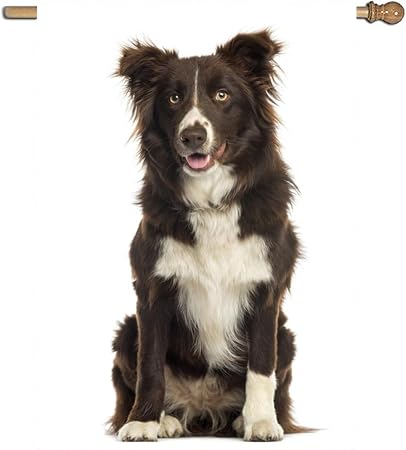 Amazon Com Xasff Brown Border Collie Garden Flag Decorative 1