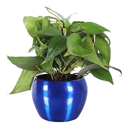 GrowKaro Air Purifying Live Oxycardium Plant With Blue Metal Pot (Indoor Plant)