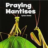 Praying Mantises (Little Pebble: Little Creatures)