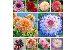 300PCS Mix Dahlia Seeds Flowers Compound Petals Multi-Color Beautiful Annual Outdoor Garden Potted Plants Attracts Bees&Butte