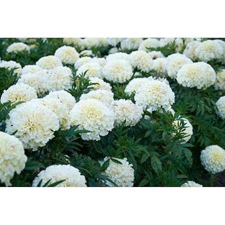 Creative Farmer Flower Seeds Marigolds Erecta White From Ukraine Greenary Plants Seeds Kitchen Garden Seeds Pack