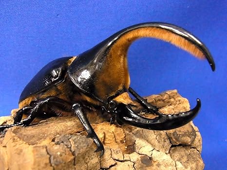 サタン オオカブト