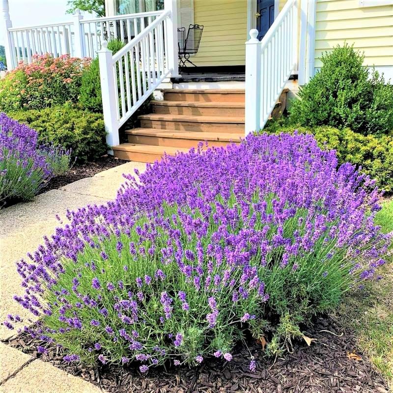 4 Lavender Plants Live - GardenNurserySince1996 Indoor Outdoor Lavender for Garden, Fragrant Purple Blooms, Zones 5-9