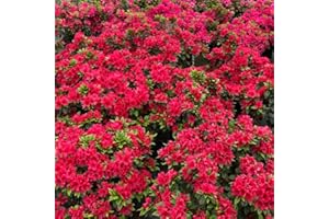 HILROQG Red Reblooming Azalea Rhododendron Plant Live in 4 Inch Pot, Azalea Rhododendron Bush Shrub, Bloom in Spring, Late Summer, Fall Rebloom