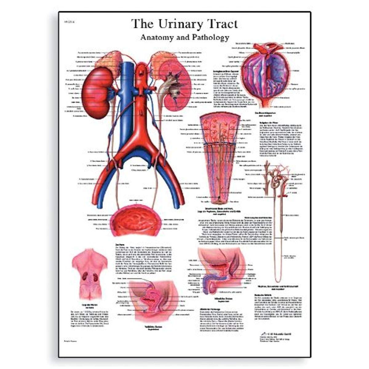 3B Scientific Human Anatomy - The Urinary Tract Chart, Paper Version