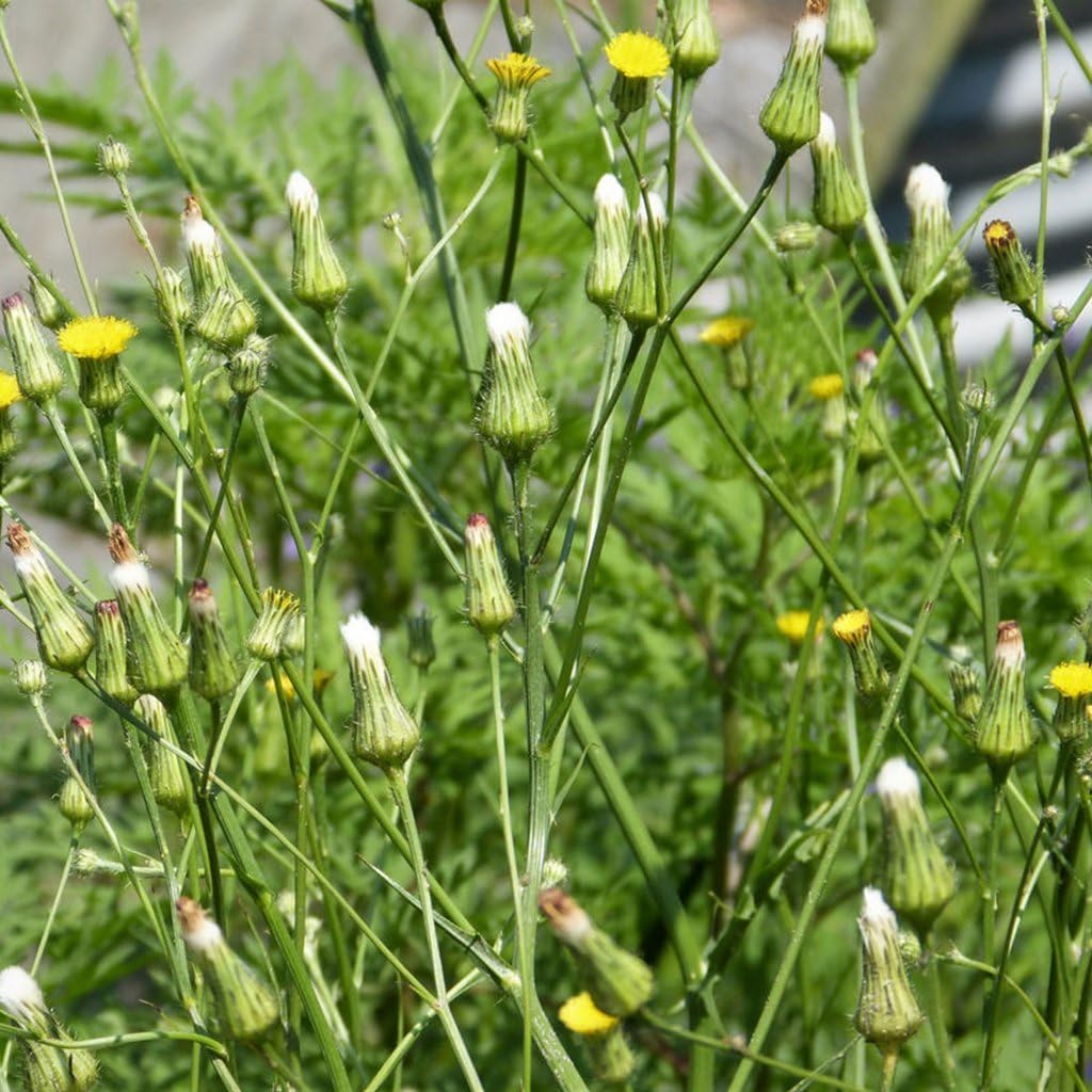 Canada Wild Lettuce Seeds (Lactuca Canadensis) 50+ Rare Medicinal Herb Seeds
