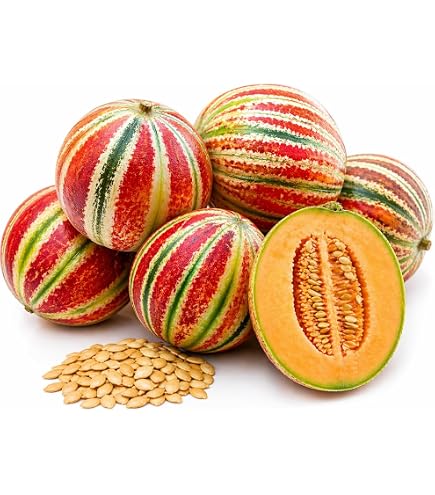 Amazon.com : Kajari Melon Seeds - Delicious and Nutritious, Sweet