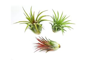 It Blooms Rainforest Grown 3 Pack Ionantha Air Plants Assorted Sizes - Live Tillandsia - 1 to 3 inches - 30 Day Guarantee