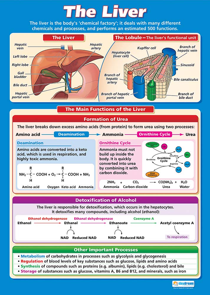 Daydream Education The Liver | Science Posters | Gloss Paper measuring 850mm x 594mm (A1) | Science Charts for the Classroom | Education Charts