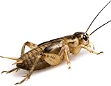 Livefoods4u Large Silent Brown Crickets 15-20mm Approx 50 Tub view 2