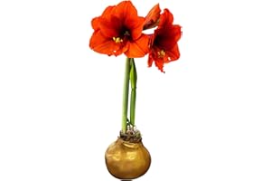 THE THREE COMPANY Waxed Amaryllis Bulb – Gold Wax with Red Blooms – Live Holiday Gift Plant, Easy Care, No Watering Needed