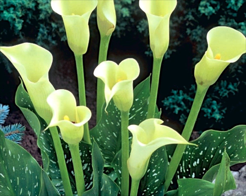 Zantedeschia Aethiopica 'White' (Calla lily ) 1 Bulb WPC Prins Quality