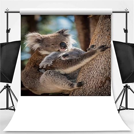 Amazon Com Koala Mother Cradling Sleeping Joey On Eucalyptus