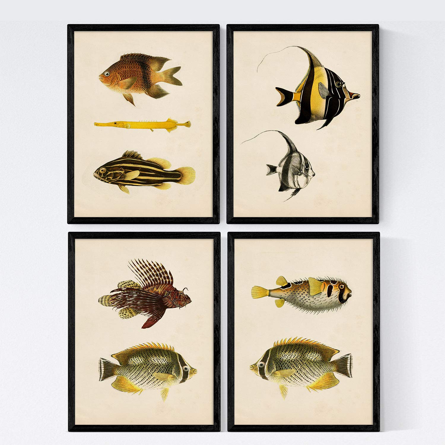 Nacnic Set 4 sheets of fish vintage colorful effect. Java. Collage made from 9 different fish in A4 size, vintage background old paper Poster paper 250 gr