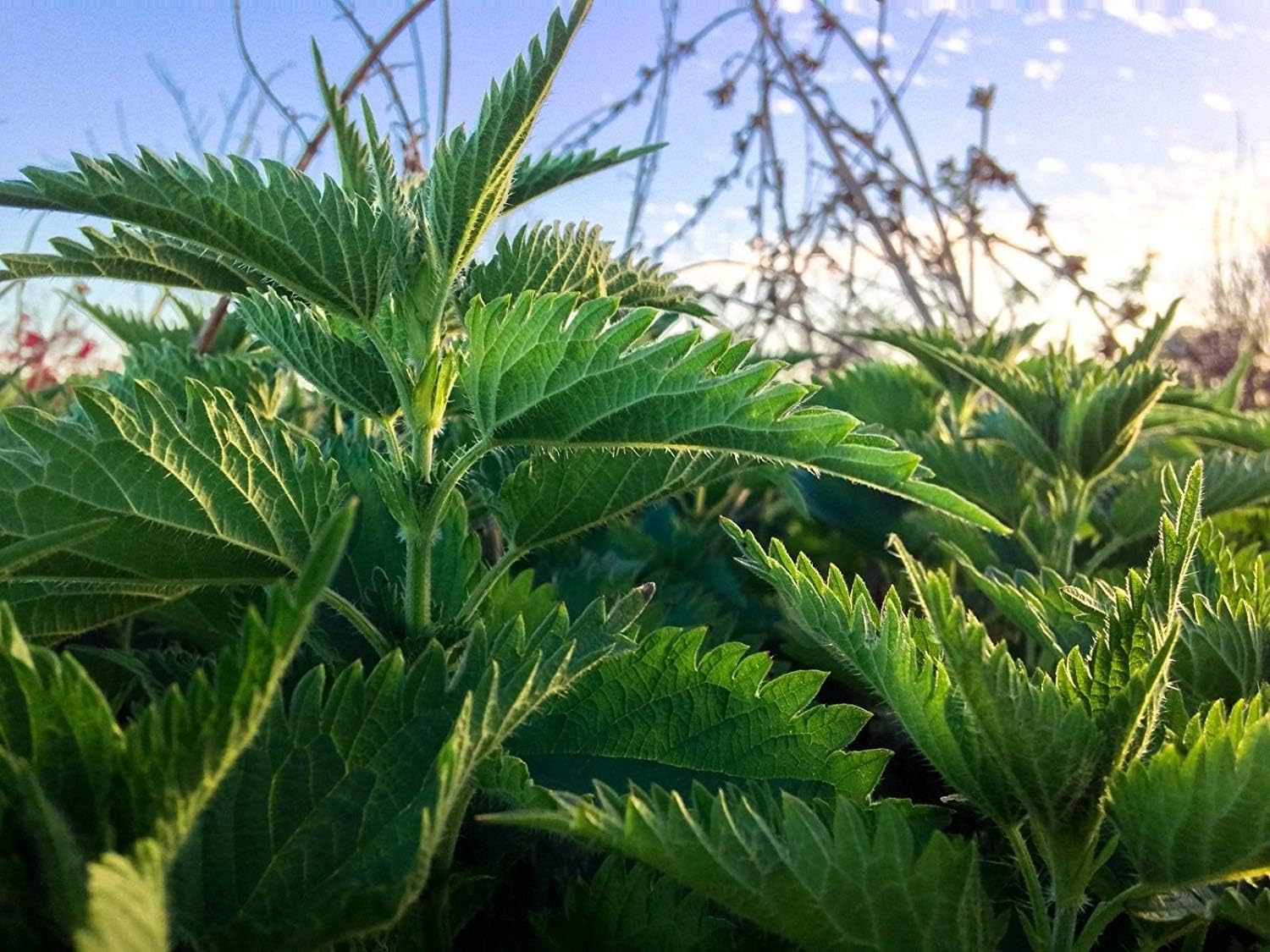 Shopvise Certified Organic Stinging Nettle Seeds (~200): Non-GMO Organic Heirloom Packet