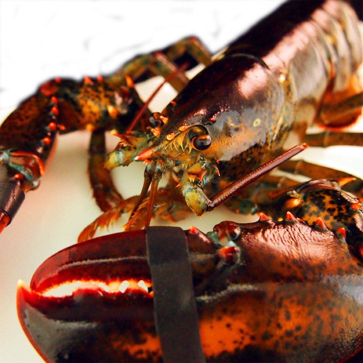 Mua 築地魚群 活オマール海老 ロブスター 600gサイズ アメリカ カナダ産 1尾 Tren Amazon Nhật Chinh Hang 21 Fado