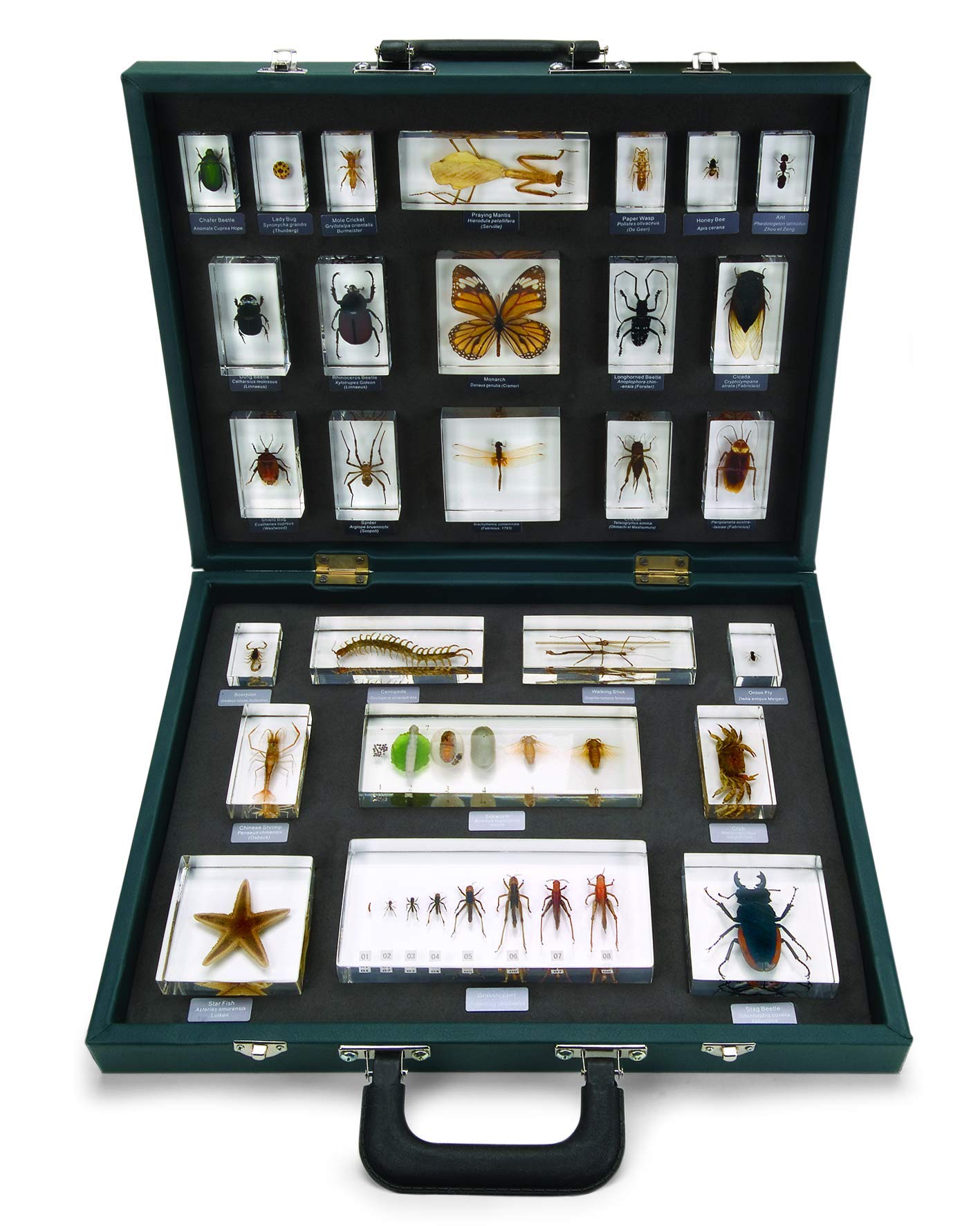 Ed Speldy East Teaching Case 27 Invertebrates