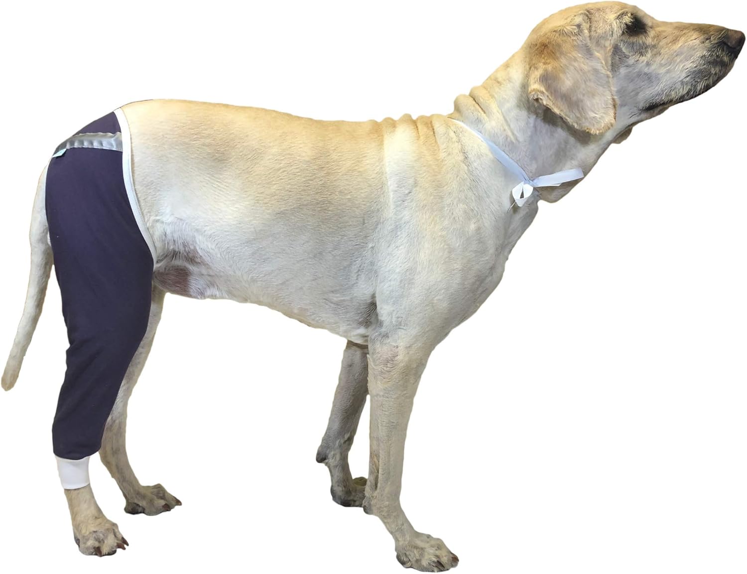 dog hip brace amazon