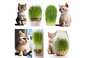 Wheat Grass Seeds, Cat Grass Seeds 400 Seeds - Non GMO Sprouting Seeds - Easy to Grow. Cat Grass for Indoor Cats
