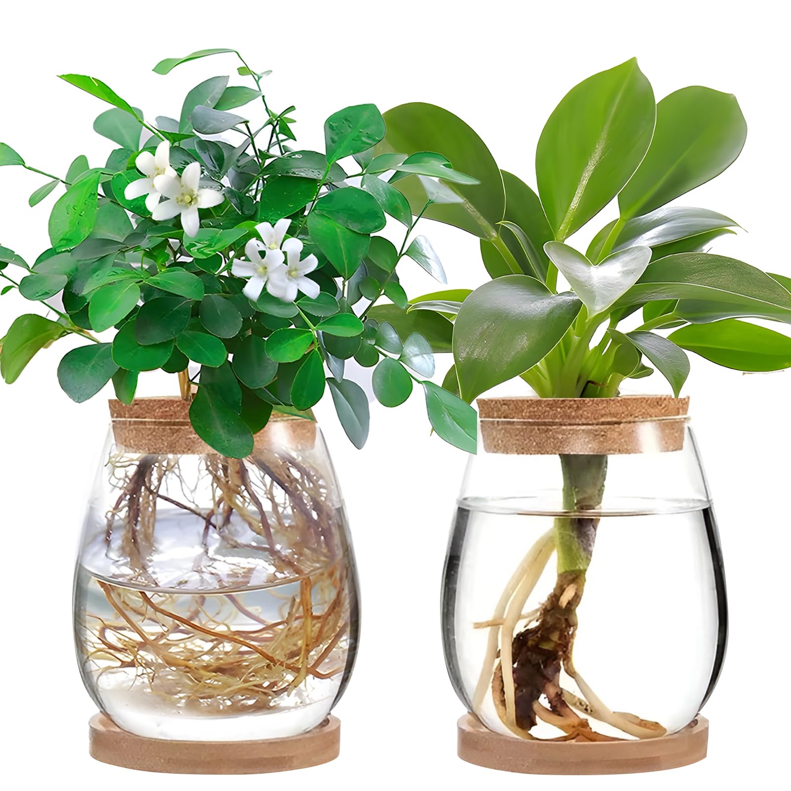 JOJOCY 2Pcs Large Plant Terrarium, Plant Propagation Station Clear Glass Plant Pot with Lid & Stand for Growing Hydroponic Home Office Table Decoration