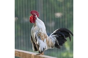 Cock A Doodle Doo (Rooster Crow Sounds)