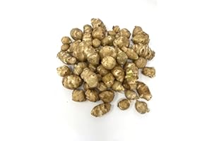 Sunchokes by Greenhouse PCA | 6 Live Jerusalem Artichoke Tubers | Fresh Sunchoke Bulbs for Eating or Planting